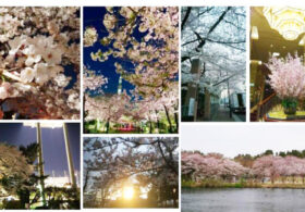 お花見令が公布された件について～桜見てみた～ #creationline #recruit #採用 #新入社員 #就活 #HR #お花見 #桜 #CherryBlossoms #春