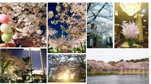 お花見令が公布された件について～桜見てみた～ #creationline #recruit #採用 #新入社員 #就活 #HR #お花見 #桜 #CherryBlossoms #春